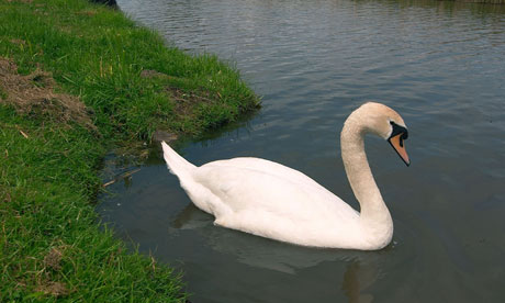 A mute swan