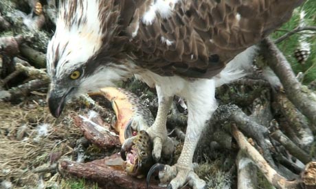 Lady feeding in her nest on the banks of the Loch of the Lowes