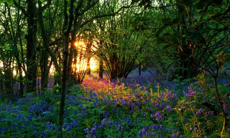 Bluebells lit by the setting sun over Rutland Water