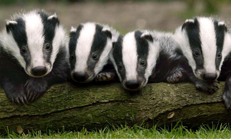 Various Animals in the Westcountry, Britain - 2003