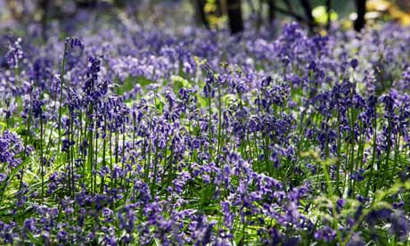 Bluebells