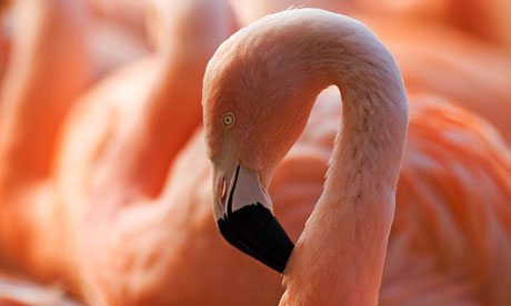 flamingo images only flamingo images only