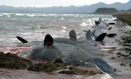 Biggest Beached Whale