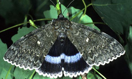 Clifden Nonpareilmoth