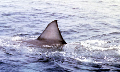 Jaws 1975 Steven Spielberg