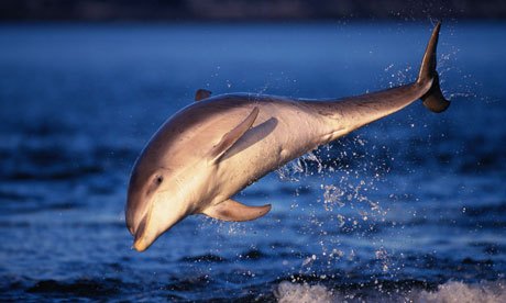 Dolphin Breaching