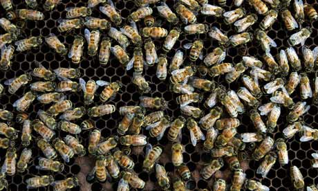 Honey bees walk on a moveable comb hive