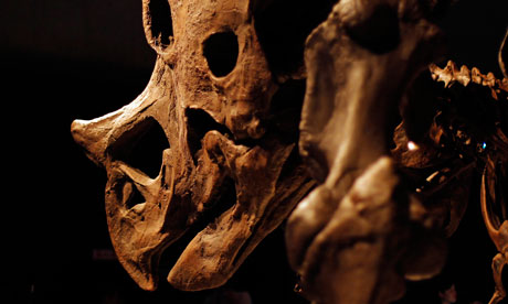 Last Dinosaur' Fossil Adds Weight To Theory Asteroid Wiped Out Creatures