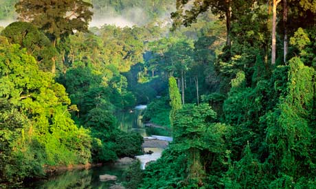 Rainforest in Danum Valley, Borneo 