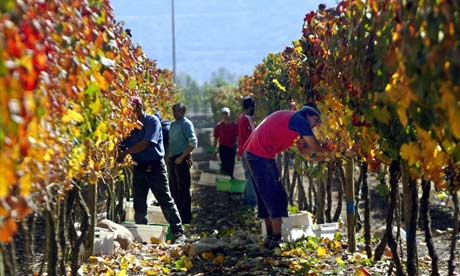 Grape harvesting in France