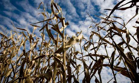Corn stalks on a Missouri farm