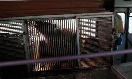 Moscow Olympic bear in cage