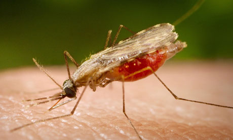 Mosquito feeding on human blood