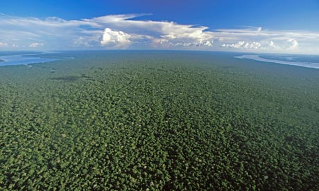 Amazon rainforest near Nova