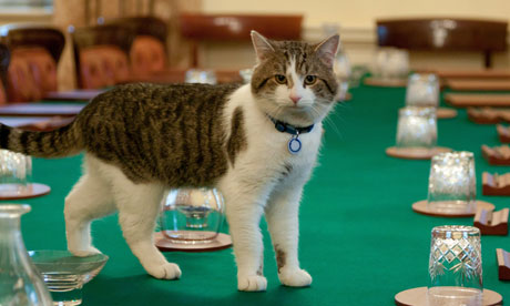 Downing St Cat