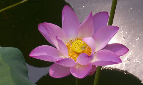 Near Davantientung there was a lake of pink lotus flowers.