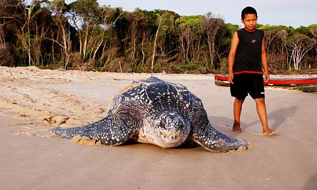 leatherback turtle after laying eggs coming back sea with a black boy looking at her
