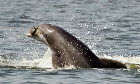 躍出水面的海豚。圖片節錄自：衛報報導/Phil Sandlin/AP。