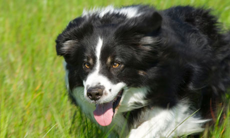 A Border collie