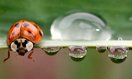 A ladybird sits next to rain drops on a leaf.