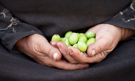 harvesting olives