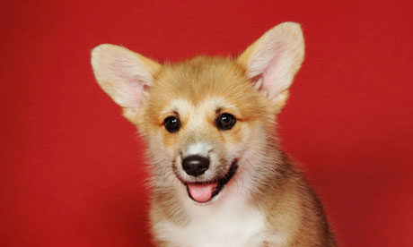 Another corgi: cheap and cheerful