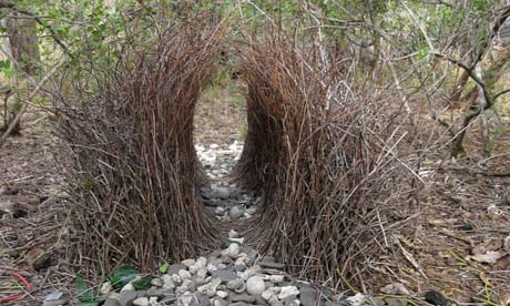 Bowerbird