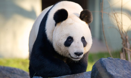 Yang Guang at Edinburgh Zoo.