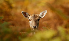 A young deer hides amongst the autumnal bracken at Dunham Massey park in Knutsford