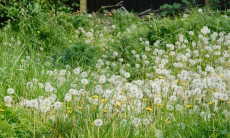 Dandilions in a garden