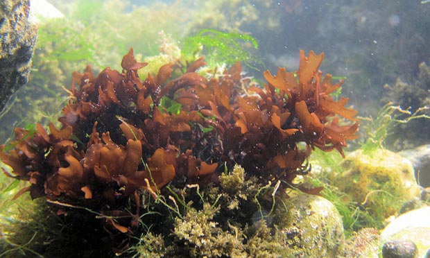 How to forage for seaweed