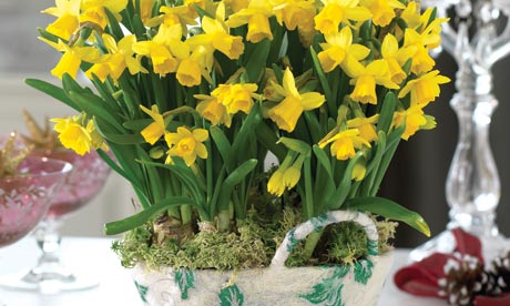 Daffodils Planting Nz