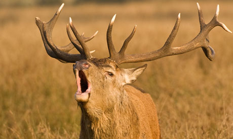 A red deer stag