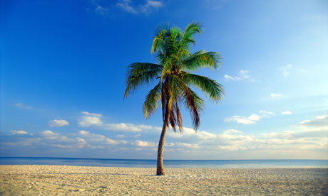 Palm tree on a beach
