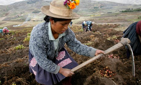 Quechua farmers harvest native potatoes