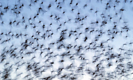 Ahmedabad, India: A large flock of birds