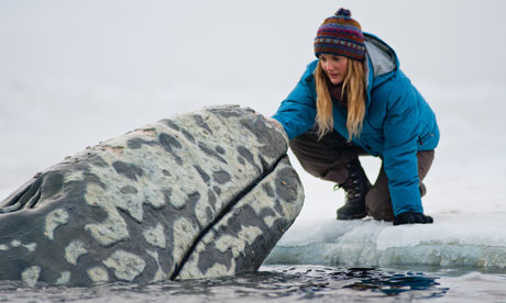 Drew Barrymore in a scene from Big Miracle, a film about the rescue of a family of gray whales