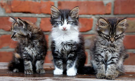 Three kittens on bricks wall background