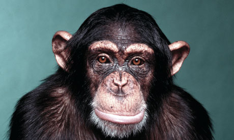 A chimpanzee