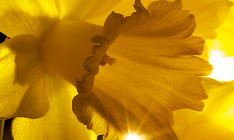 daffodil