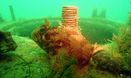 A fish swims in front of a wreck