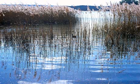 Reflections amomgst reeds at Frensham Pond Surrey