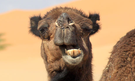 A camel
