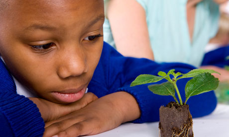 Serious school boy looking at plant seedling in classroom
