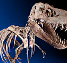 Tyrannosaurus bataar