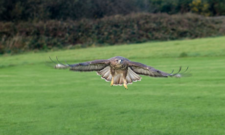 Buzzard 