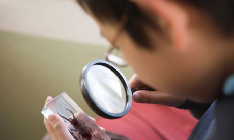 boy looking at rare beetle through magnifying glass