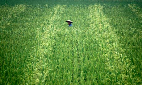 A Chinese farmer walks through his crop on the outskirts of Leshan, Sichuan