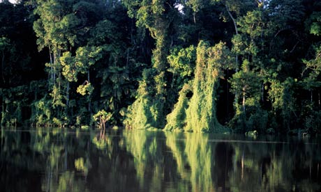 Amazon rainforest in Brazil