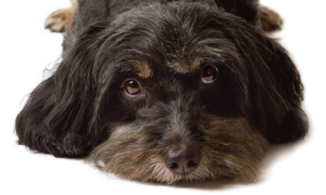 Black dog: but help is on the way.